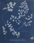 Anna Atkins